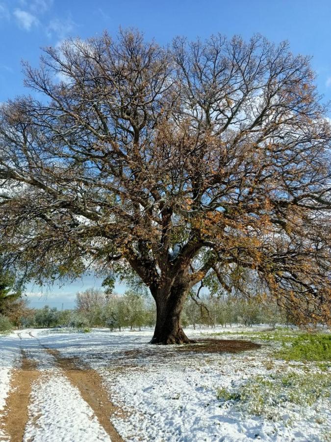 Pensjonat L'Antica Quercia Andria Zewnętrze zdjęcie